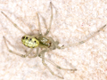 Enoplognatha latimana or Enoplognatha ovata